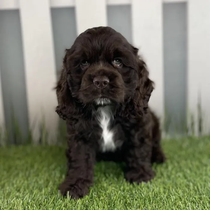 Male Cocker Spaniel Puppy for Sale in Schererville, IN
