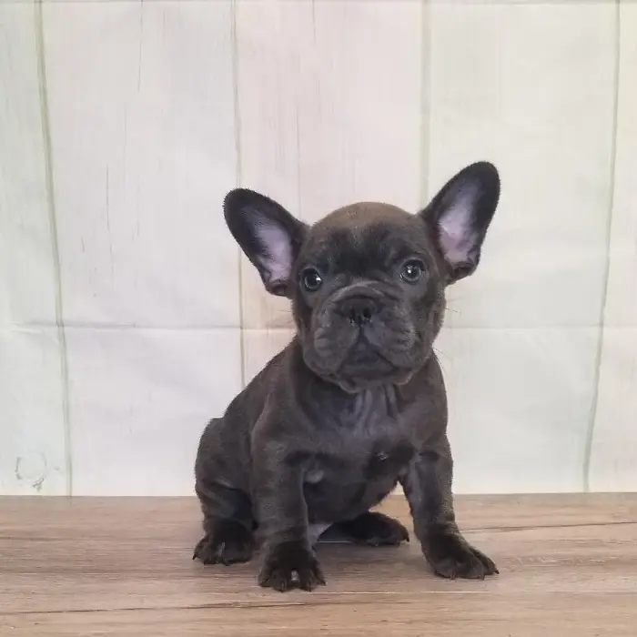 Male French Bulldog Puppy for Sale in Crown Point, IN