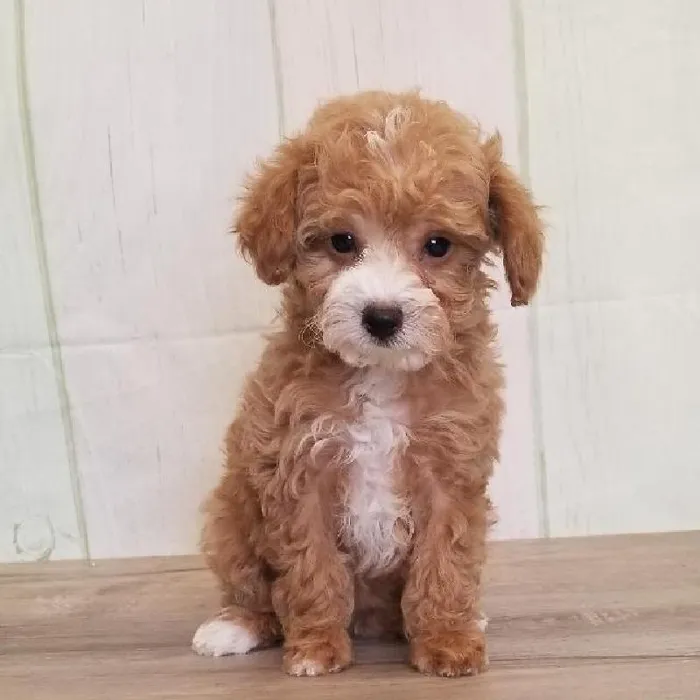 Female Toy Poodle Puppy for Sale in Schererville, IN