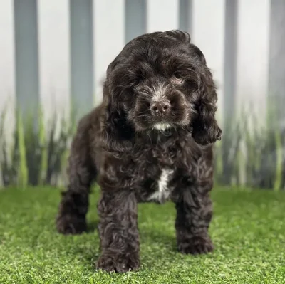 Male Cocker Spaniel Puppy for Sale in Indianapolis, IN