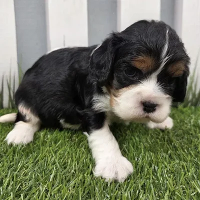 Female Cavalier King Charles Spaniel Puppy for Sale in Schererville, IN