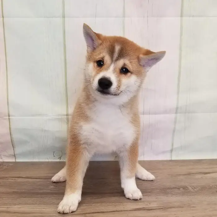 Female Shiba Inu Puppy for Sale in Schererville, IN