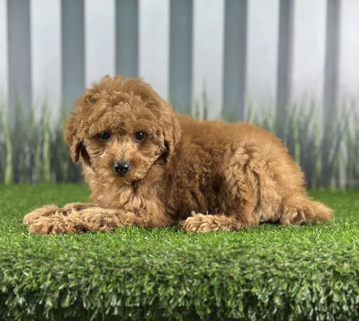 Female Toy Poodle Puppy for Sale in Indianapolis, IN