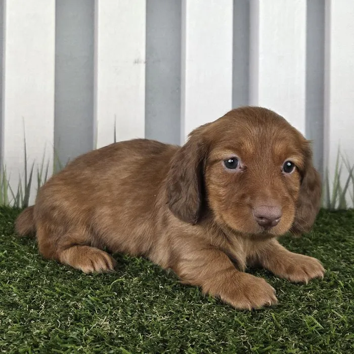 Male Miniature Dachshund Puppy for Sale in Schererville, IN