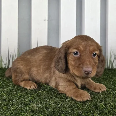 Male Miniature Dachshund Puppy for Sale in Schererville, IN