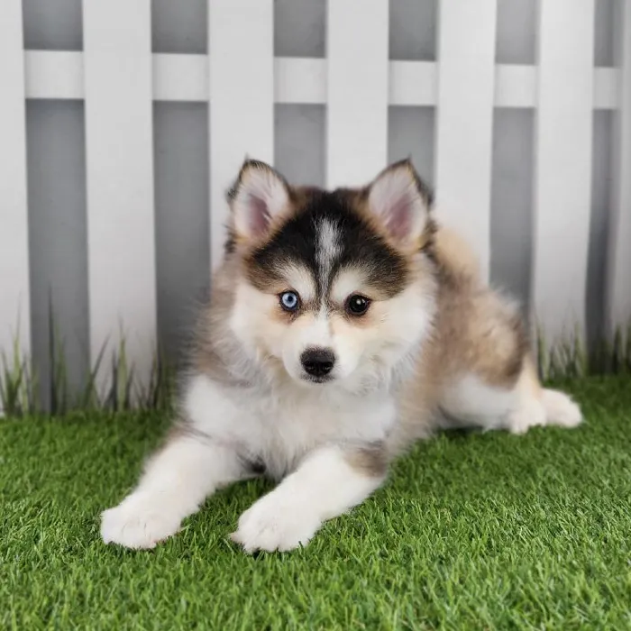 Female Pomsky Puppy for Sale in Schererville, IN