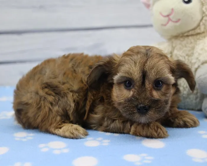 Female Yorkie-Poo Puppy for Sale in Schererville, IN