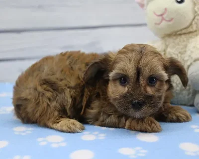 Female Yorkie-Poo Puppy for Sale in Schererville, IN