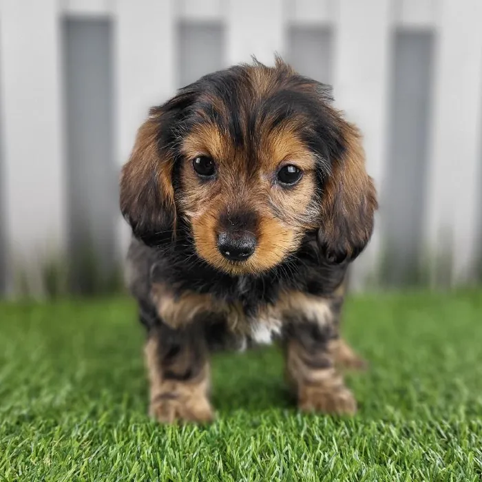 Female Dorkie Puppy for Sale in Schererville, IN