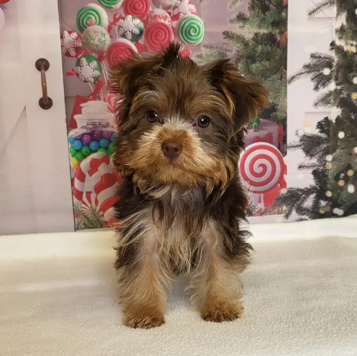 Male Yorkshire Terrier Puppy for Sale in Schererville, IN