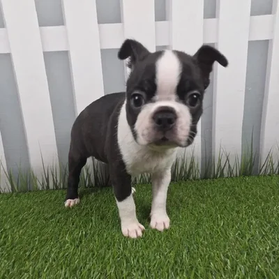 Female Boston Terrier Puppy for Sale in Schererville, IN