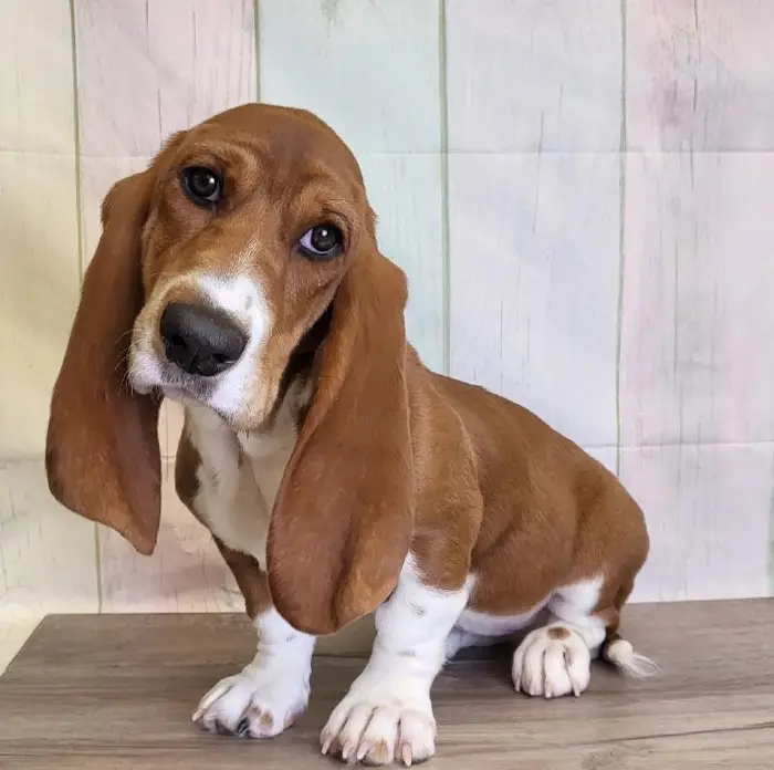 Female Basset Hound Puppy for Sale in Schererville, IN