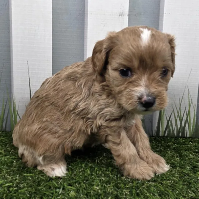 Female Cavapoo Puppy for Sale in Schererville, IN