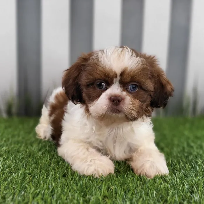 Female Shih Tzu Puppy for Sale in Schererville, IN