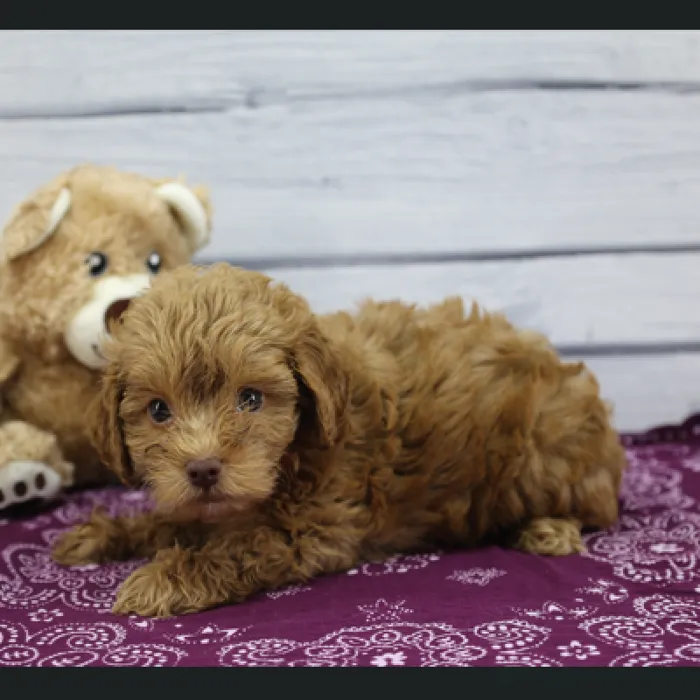 Female ShihPoo Puppy for Sale in Schererville, IN