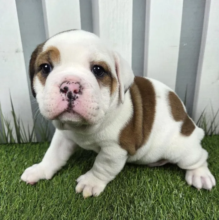 Female Victorian Bulldog Puppy for Sale in Schererville, IN