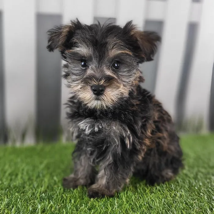Male Schnorkie Puppy for Sale in Schererville, IN