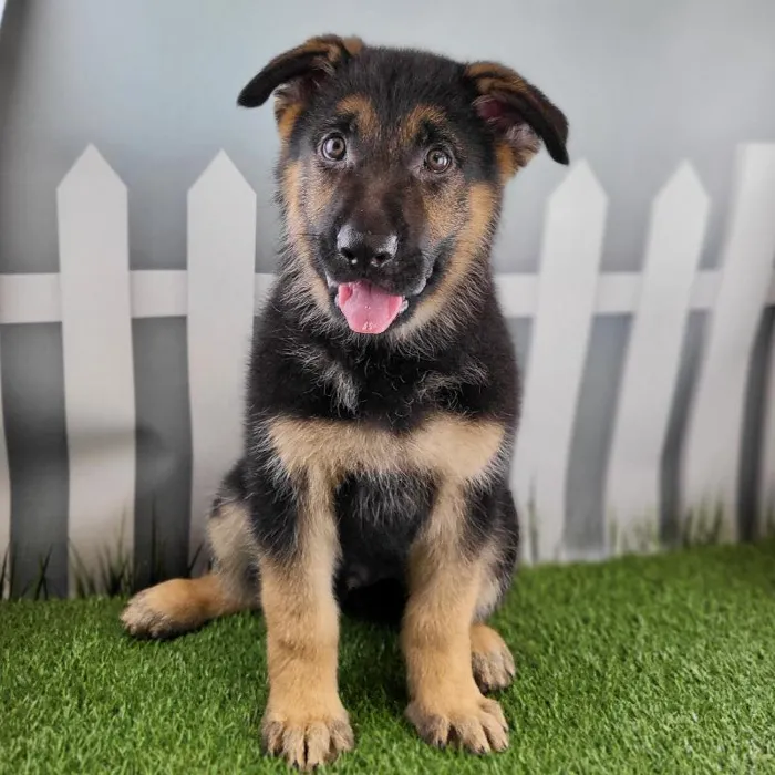 Male German Shepherd Puppy for Sale in Schererville, IN