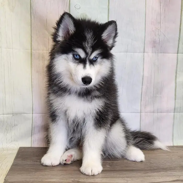 Male Siberian Husky Puppy for Sale in Schererville, IN