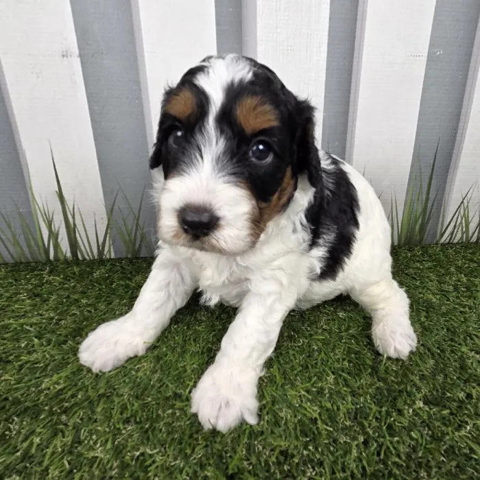 Male Miniature Aussiedoodle Puppy for Sale in Schererville, IN