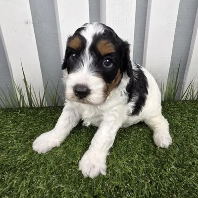 Male Miniature Aussiedoodle Puppy for Sale in Schererville, IN