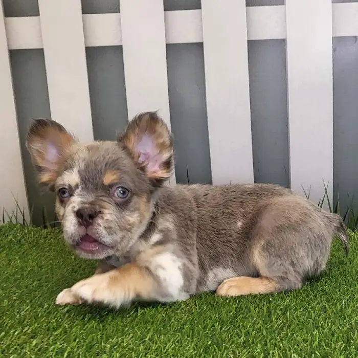 Male French Bulldog Puppy for Sale in Schererville, IN