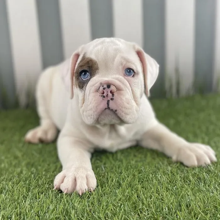 Male Victorian Bulldog Puppy for Sale in Schererville, IN