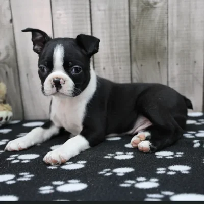 Male Boston Terrier Puppy for Sale in Schererville, IN