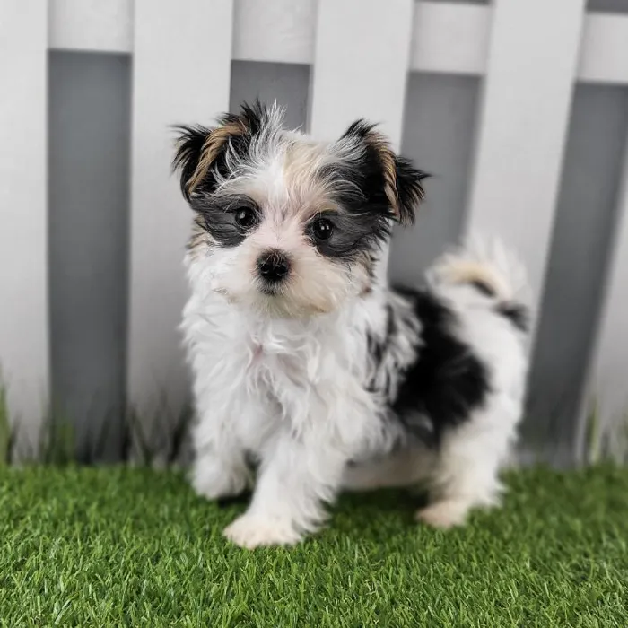 Male Morkie Puppy for Sale in Schererville, IN
