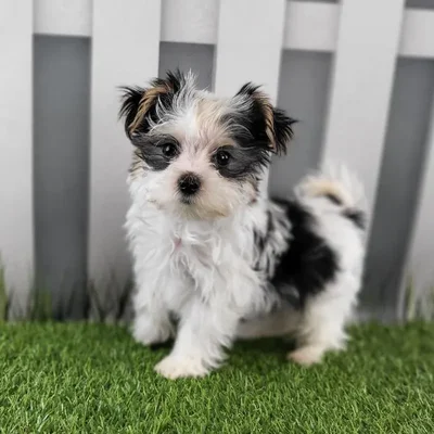 Male Morkie Puppy for Sale in Schererville, IN