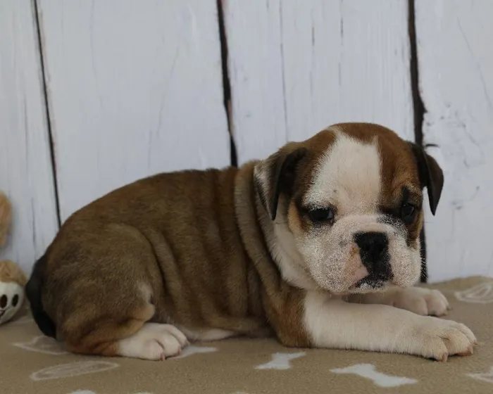 Female Victorian Bulldog Puppy for Sale in Schererville, IN