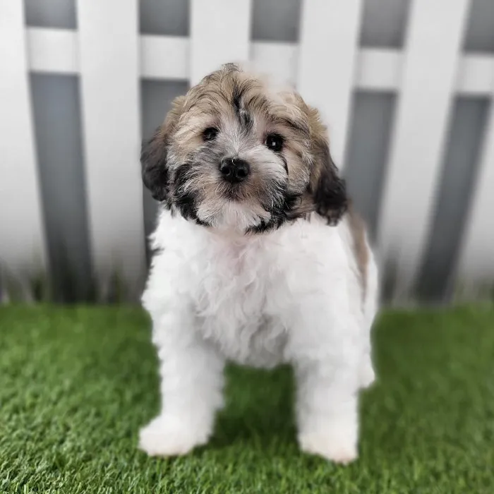 Female Coton De Tulear Puppy for Sale in Schererville, IN