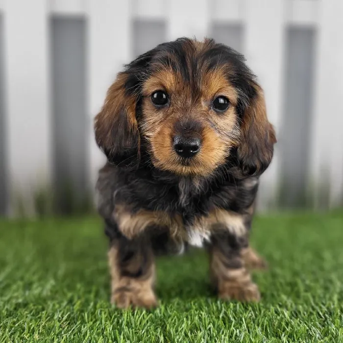 Female Dorkie Puppy for Sale in Schererville, IN