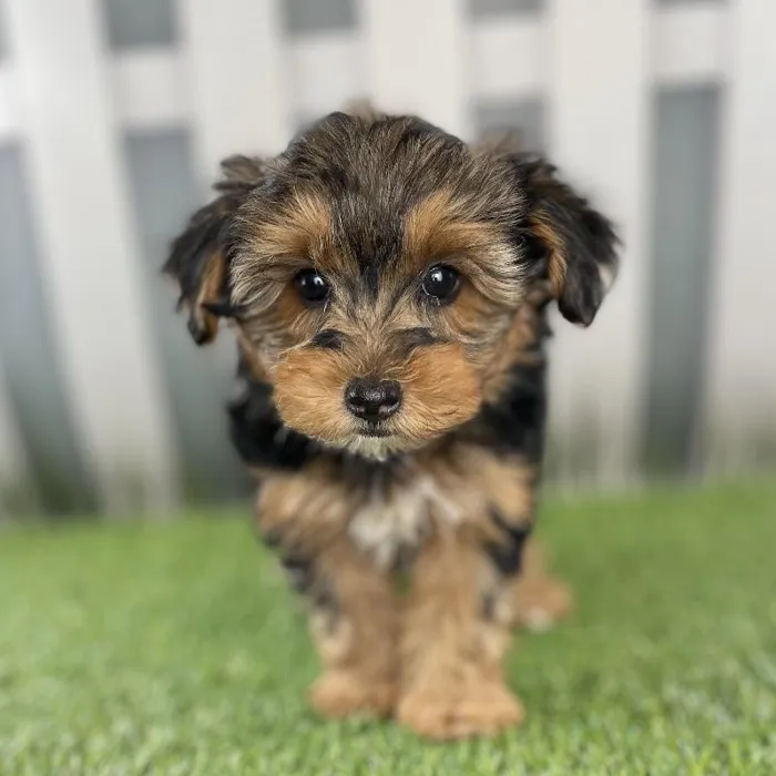 Female Yorkie-Poo Puppy for Sale in Schererville, IN