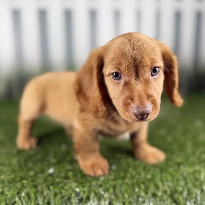 Male Dachshund Puppy for Sale in Indianapolis, IN