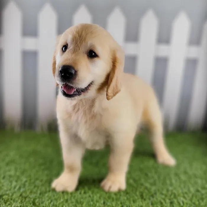 Female Golden Retriever Puppy for Sale in Schererville, IN