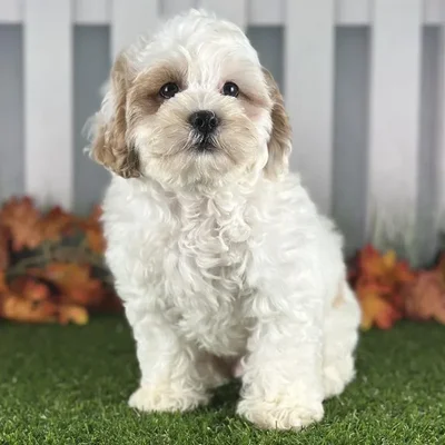 Male ShihPoo Puppy for Sale in Schererville, IN