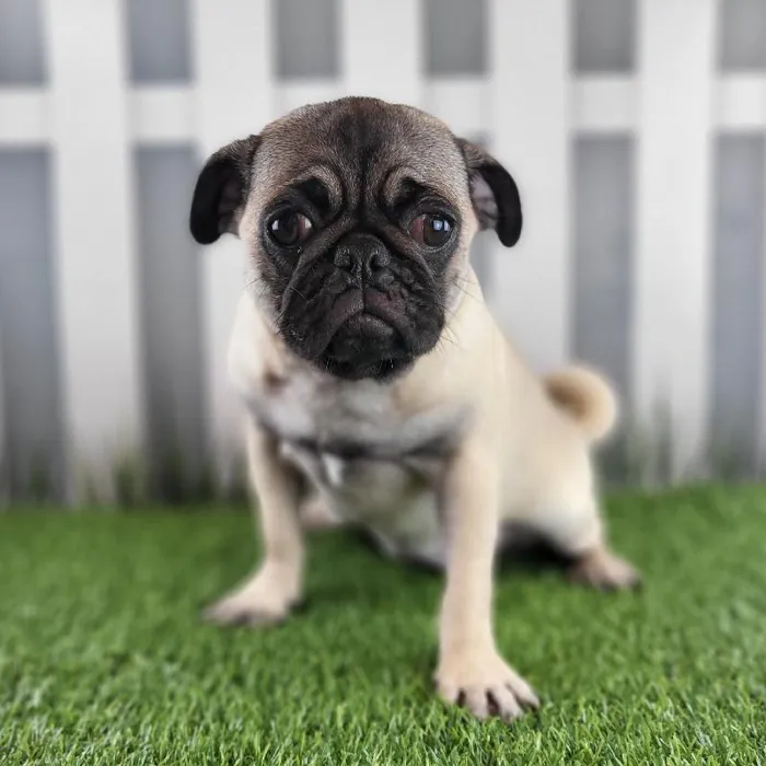 Female Pug Puppy for Sale in Schererville, IN