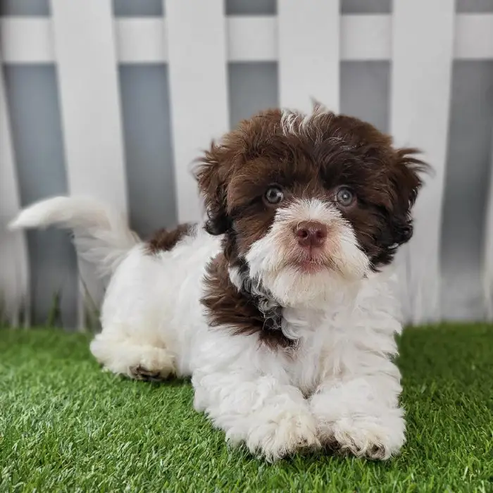 Male Havanese Puppy for Sale in Schererville, IN