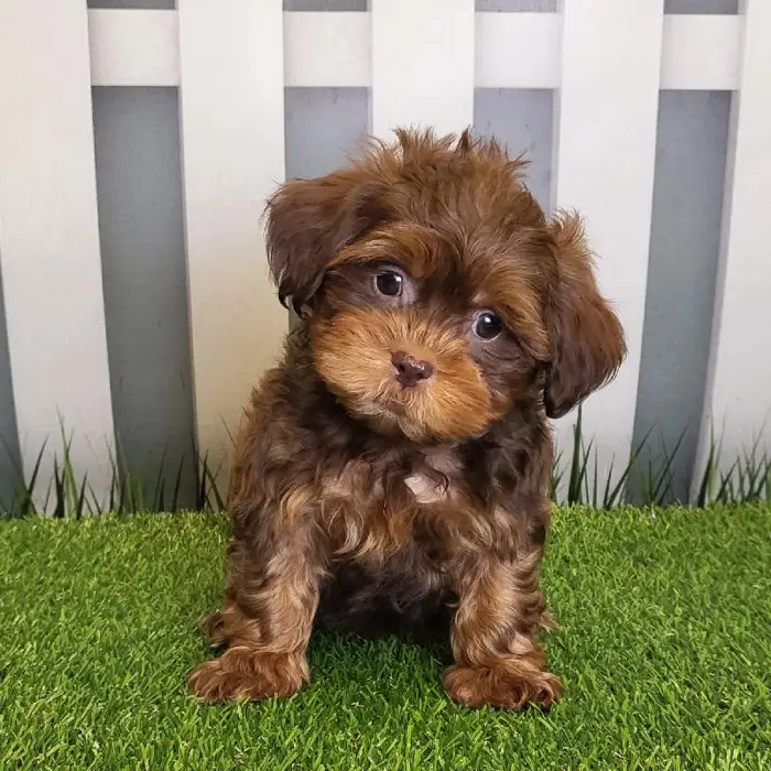 Male ShihPoo Puppy for Sale in Schererville, IN