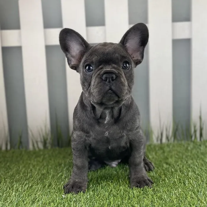 Male French Bulldog Puppy for Sale in Schererville, IN
