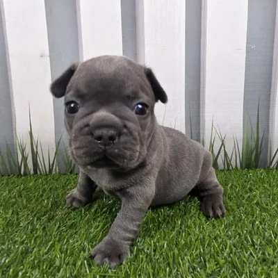 Female French Bulldog Puppy for Sale in Schererville, IN