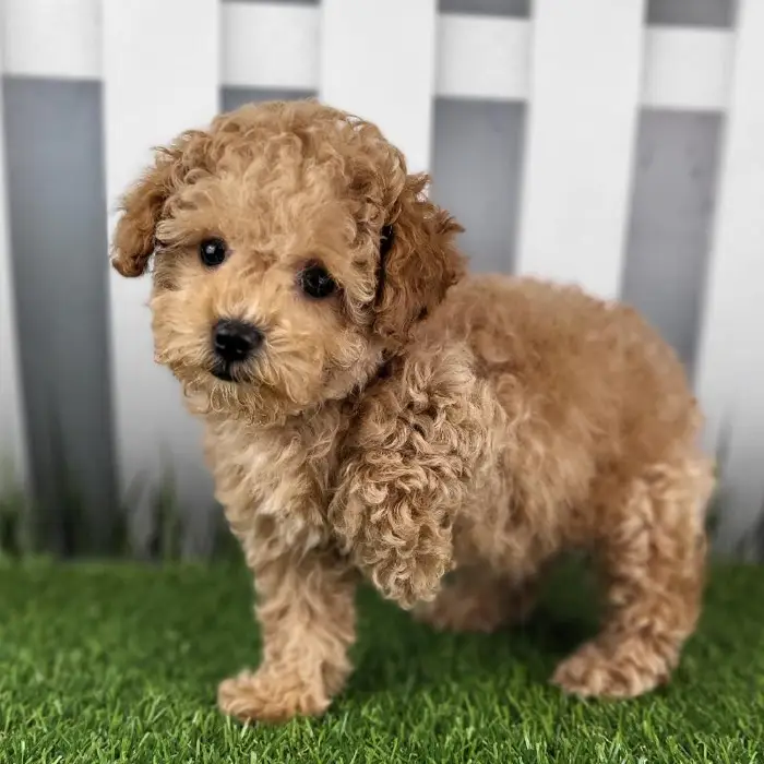Female Toy Poodle Puppy for Sale in Schererville, IN