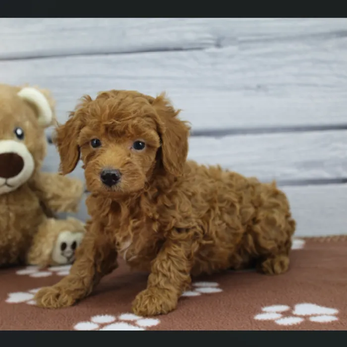 Male Toy Poodle Puppy for Sale in Schererville, IN