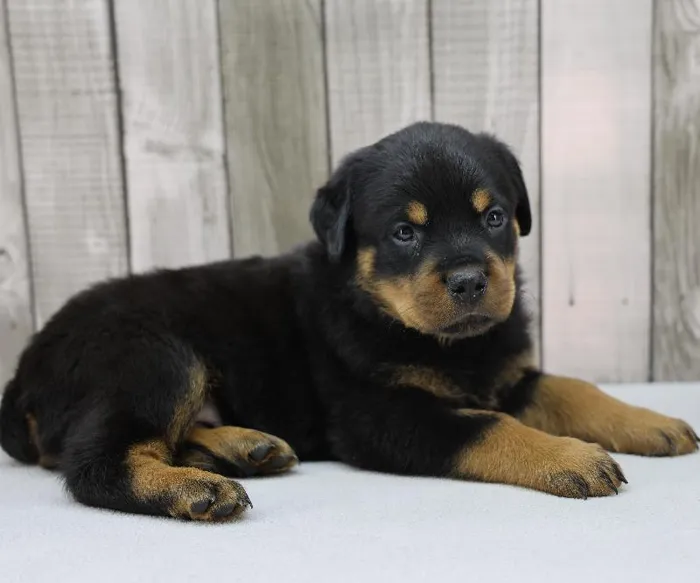 Male Rottweiler Puppy for Sale in Indianapolis, IN