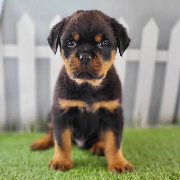 Male Rottweiler Puppy for Sale in Schererville, IN