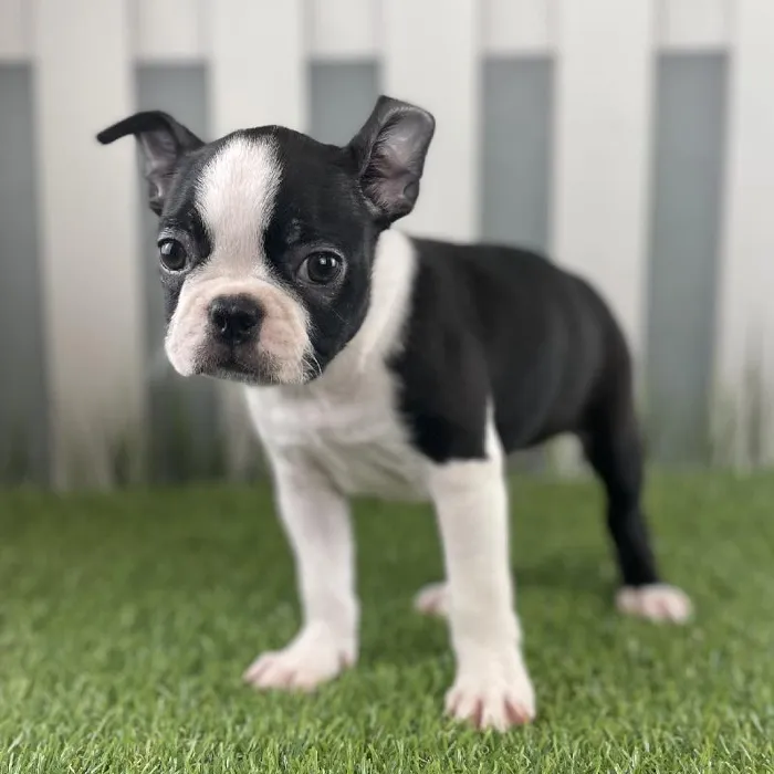 Female Boston Terrier Puppy for Sale in Schererville, IN
