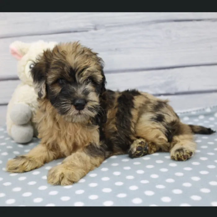 Male Miniature Whoodle Puppy for Sale in Schererville, IN
