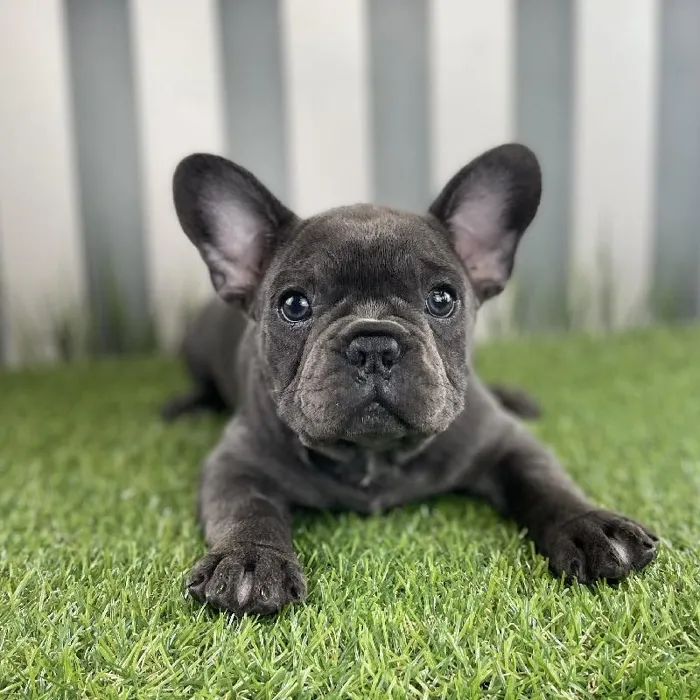 Male French Bulldog Puppy for Sale in Schererville, IN
