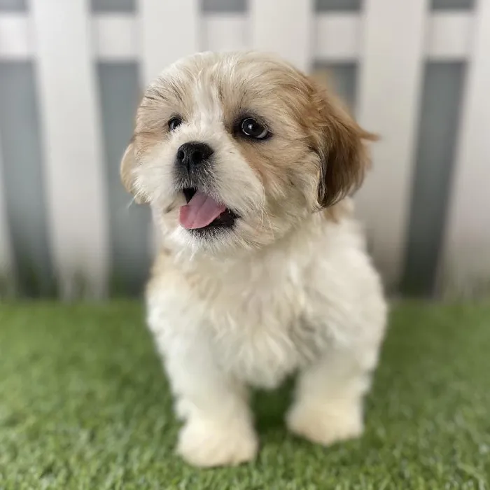 Male Lhasa Apso Puppy for Sale in Schererville, IN